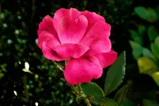 DSCN0435_1200.webp