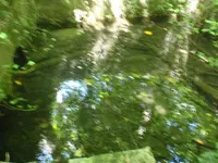 109.webp