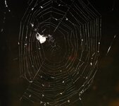 Web Spider 2.jpg