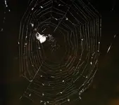 Web Spider 2.webp