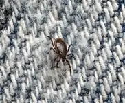 ImageUploadedByTreasureNet.com1508953896.819067.webp