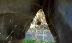 axmurderers_armpit.webp