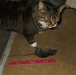DSCF9238.webp