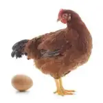chicken egg.webp