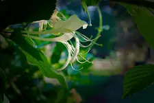 honeysuckle1.webp