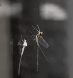 DSCN5031.webp