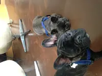 rexandrufus.webp