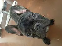 rufus2.webp