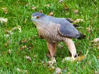 falcon 1.webp