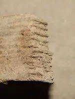 DSCN7682.webp
