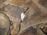 DSCN7953.webp