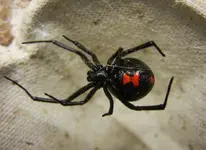 animal-you-black-widow-spider.webp