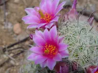 Hedgehog.webp
