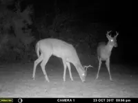 two bucks.webp
