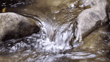 tenor (1).gif