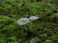 DSCN0737.webp