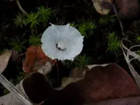 DSCN0742.webp