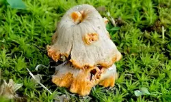 DoubleDeckerMushroom.webp