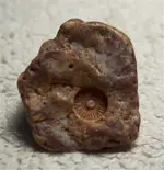 crinoid_stem_impression_small1.webp