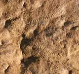 Shaanxilithes_fossils_Darroch.webp