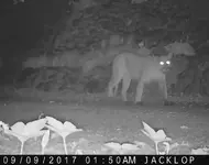 lion big sept 2017.webp