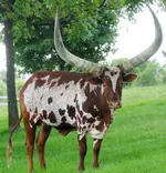 African_AnKole_-_Watusi.webp