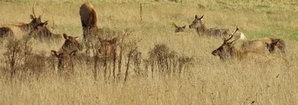 11-3  elk 006.webp
