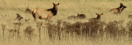 11-3  elk 009.webp