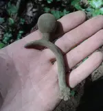 unknown 2.webp