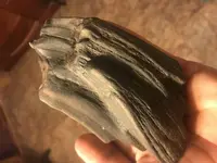 petrified wood.webp