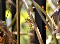 orange insect.webp
