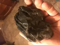 petrified wood back.webp