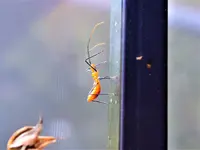orange insect 2.webp