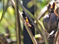 orange insect 3.webp