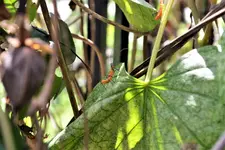 orange insect 4.webp
