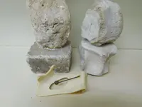 DSCN2489[1].webp