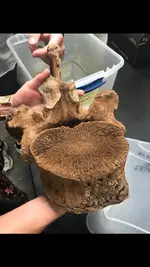 mastodon bone.webp