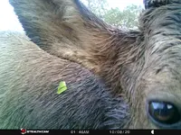 elk1A.webp elk1A.webp