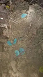 1509813588994.webp