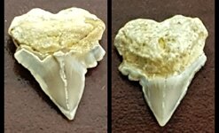 shark tooth X.JPG