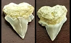 shark tooth X.webp