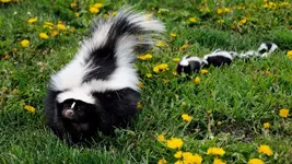 skunk-babies-walking.webp