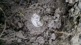SLQ dirt.webp