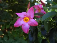 K1600_DSCN4909.webp
