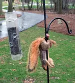 squirrel balls.webp