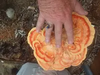 Fungus.webp