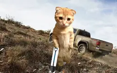 Tom's Cat.webp
