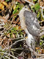 sharp-shinned-hawk-596863834-58a6d99e3df78c345b5e49a5.webp