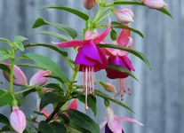 K1600_DSCN4917.webp