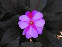 K1600_DSCN4900.webp